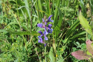 Salvia pratensis (1) (1200 x 800)